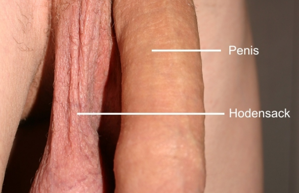männliche-geschlechtsorgane_Penis_unbeschnitten.jpg