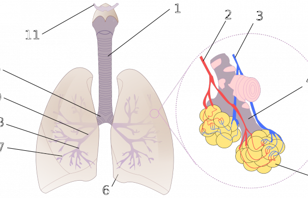 Lunge_2000px-Diagrama_de_los_pulmones.svg
