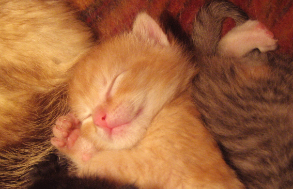 Sleeping_baby_cat.jpg