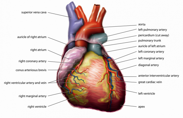 Herz1_Anatomy_Heart_English_Tiesworks.jpg