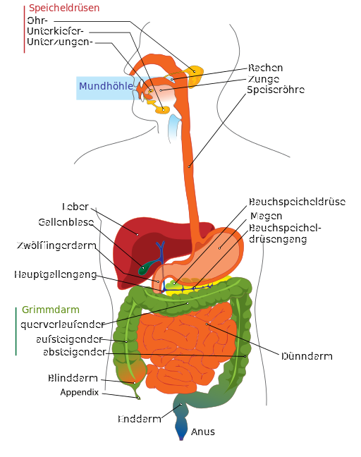 Verdauung_Mensch_512px-Digestive_system_diagram_de.png