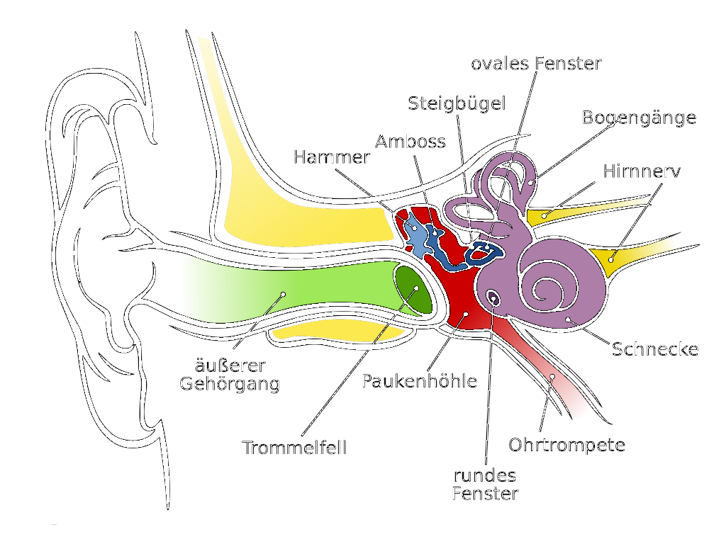 Anatomy_of_the_Human_Ear_de.svg.png