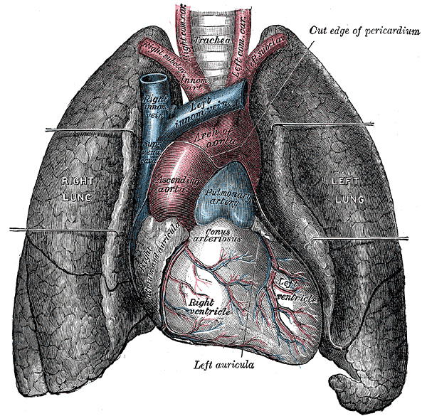Herzschwäche-Anatomie des Herzens-Heart-and-lungs.jpg