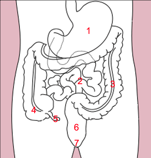 Stomach_colon_rectum_diagram_(numbered_version).png