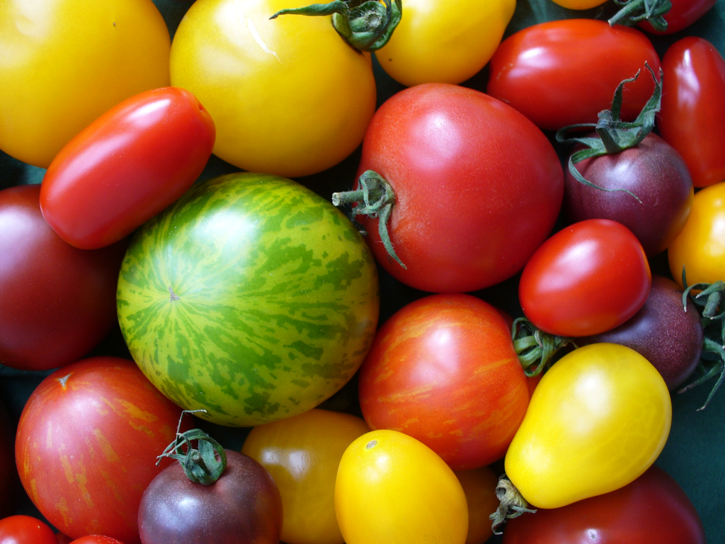 Tomatenvielfalt.jpg