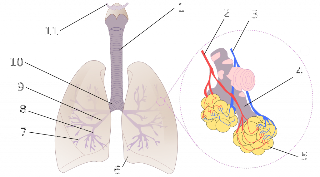 Lunge_2000px-Diagrama_de_los_pulmones.svg