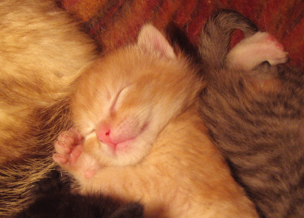 Sleeping_baby_cat.jpg